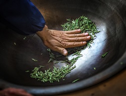 《明前龙井》（2）