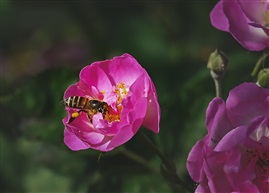 月季花