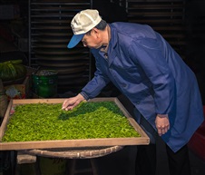 《明前龙井》（3）