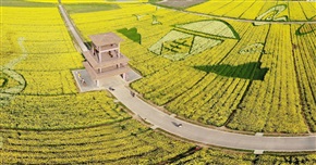 花样油菜