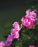 月季花