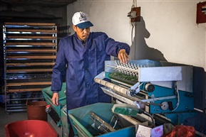 《明前龙井》（4）