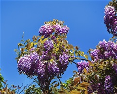 紫藤花