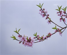 《春闹》