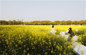 油菜花开