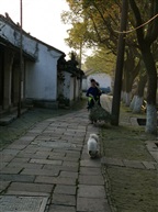 伴