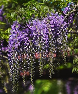 紫藤花