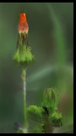野草野花