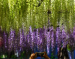 紫藤花