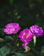 月季花