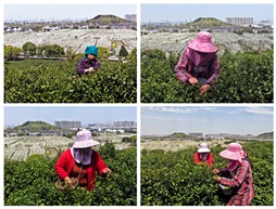 采摘明前茶