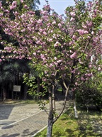 日本晚樱-2