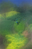 春茶