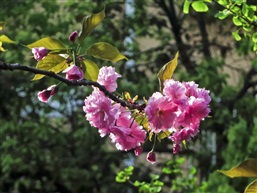 日本晚樱-3