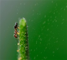 《雨中小蚂蚁》