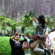 紫藤花儿