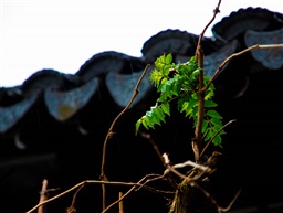《雨叶》