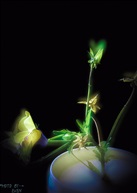 《幻》