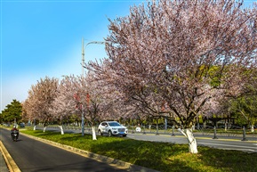 《紫叶李》 4-1