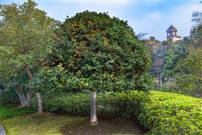 《枸骨树》4-2