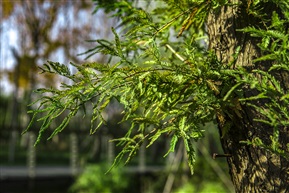   《落羽松》6-4