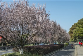 《红叶李树》6-3
