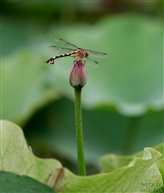 《小荷才露尖尖角早有蜻蜓立上头》