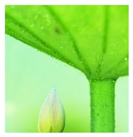 荷