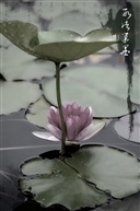 莲心荷叶