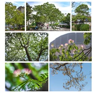 《合欢树》