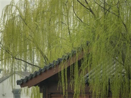 柳树之三