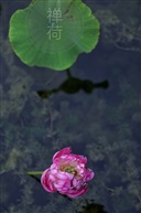禅 荷