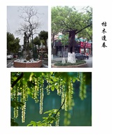 枯木逢春