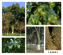 《香障树》