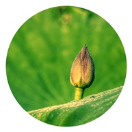 荷