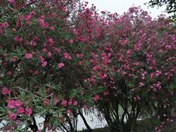 夹竹桃2