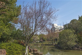 《红叶李树》6-4