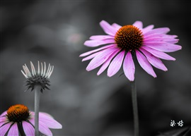 《陌上花开》