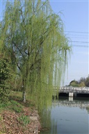 垂柳5
