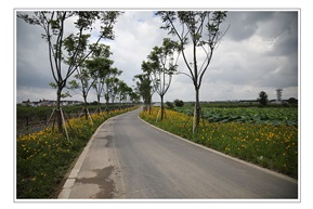 花香小路2