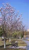 紫玉兰