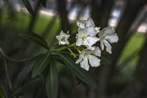 《夹竹桃》6-6