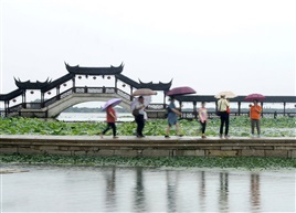 雨中莲桥