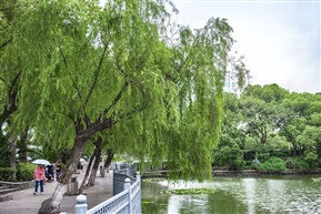 《柳树 2 》6-3
