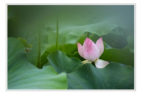 荷韵2