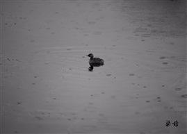 雨中孤独