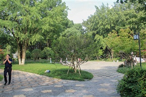 黄杨4-2