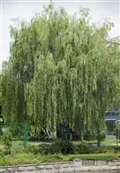 垂柳4