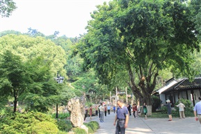 《枫杨》5-4
