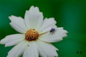 《蝇恋花》